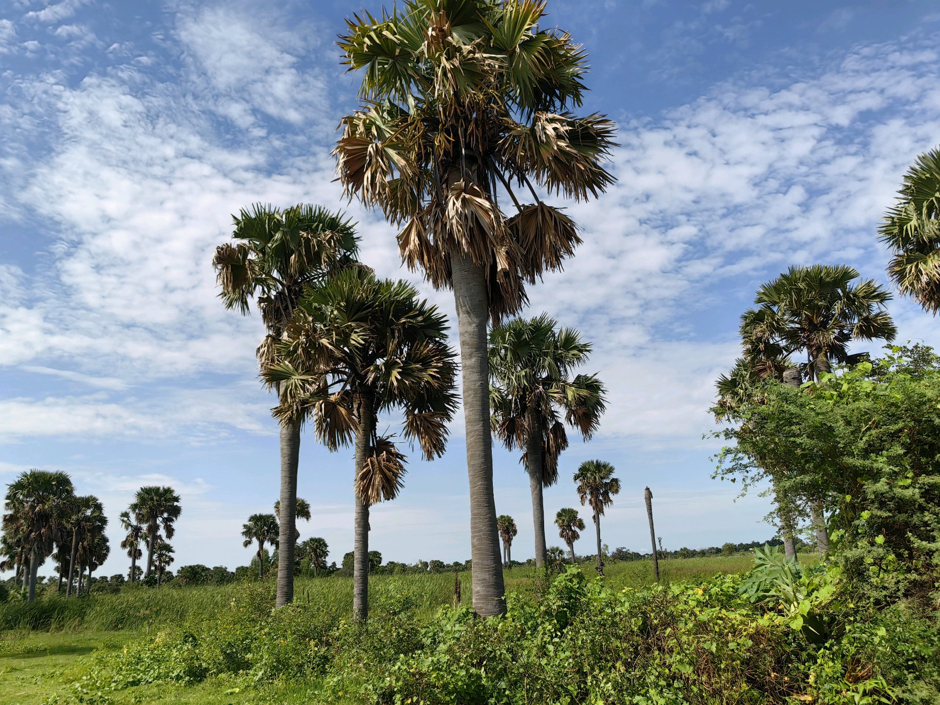 Paysage du Sahel nigérien